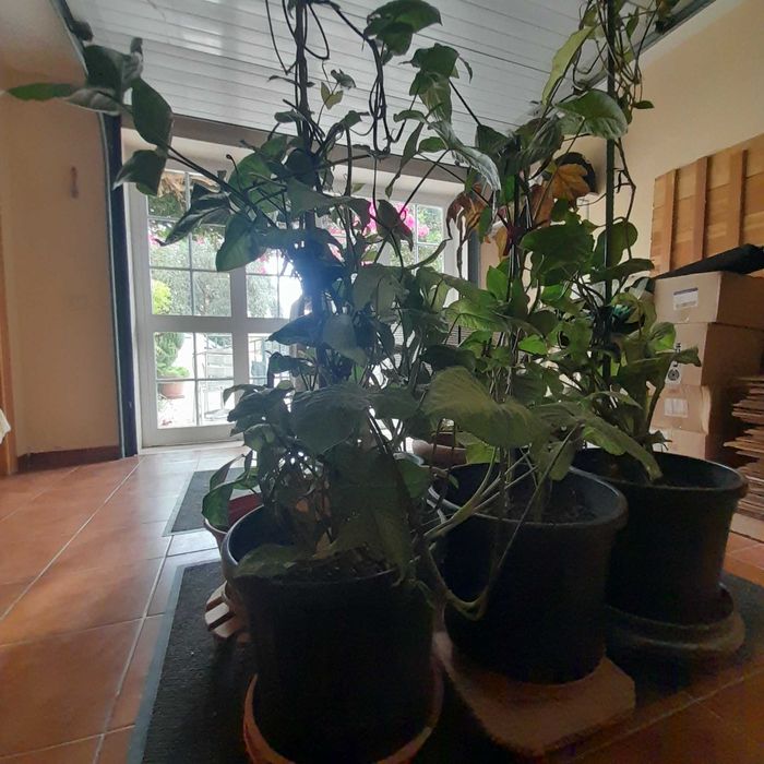 Planta natural cerca de 120 cm