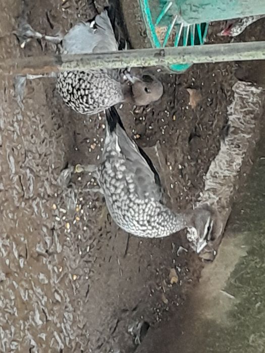 Patos exoticos, pavões, gansos