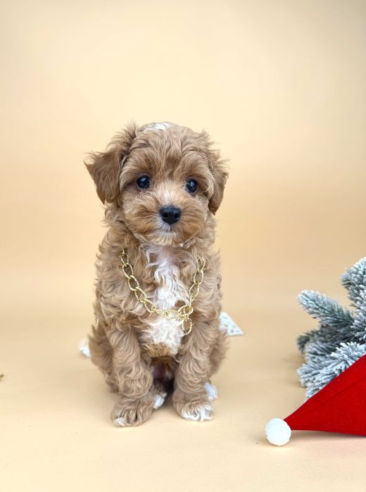 Мальтіпу хлопчик, золотий окрас