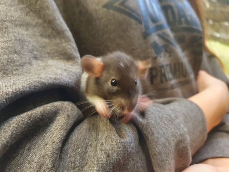 Szczurek Dumbo || Szczurki, szczury, urocze i oswojone samiczki