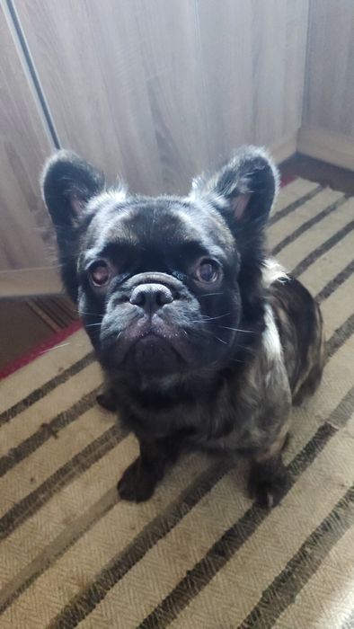 В'язка французький бульдог флафі