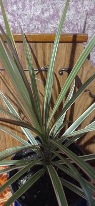 Продам Драцена Маргината 8 шт