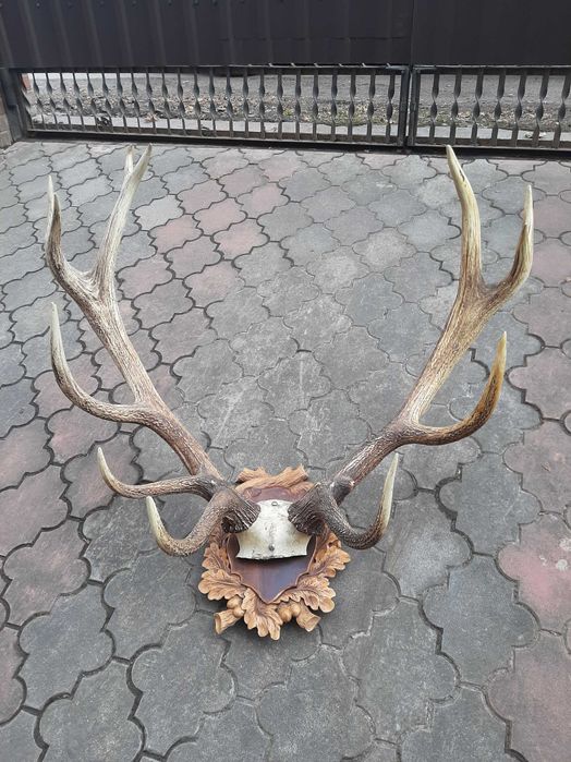 Продам роги оленя торг звоніть домовимся