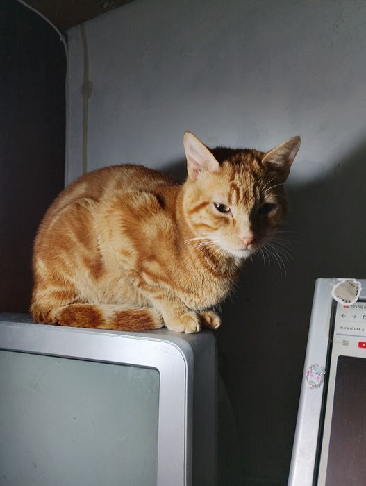 Gatinho amarelo macho para doar