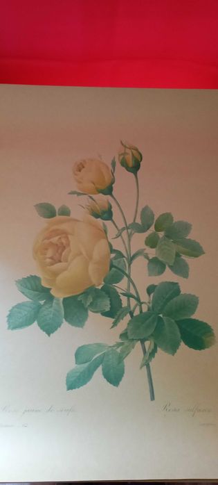 4 grafiki botaniczne grafika piękne wydruki kwiatów galeria na ścianę