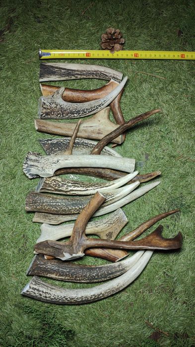 Рога оленя для собак. Полезное лакомство. Натуральные. Рога для собак.