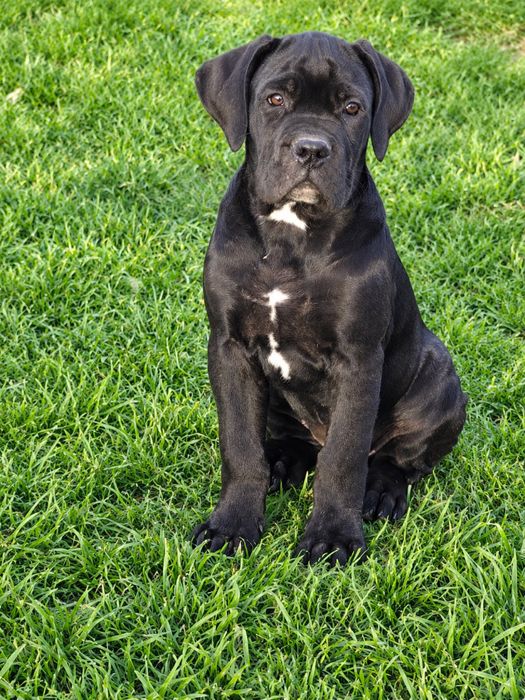 Suczka cane corso Mamba gptowa do odbioru