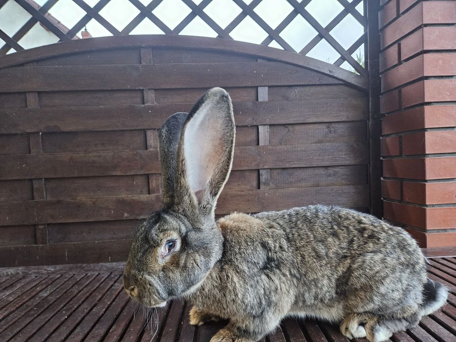 Królik olbrzym belgijski, BOS szary