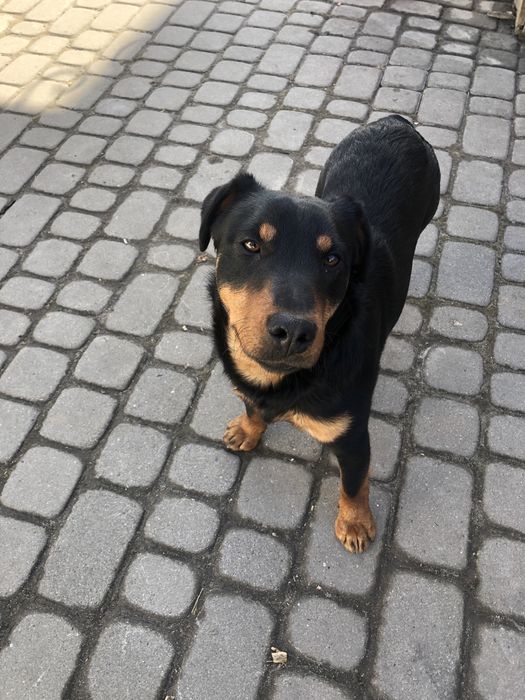 Віддам за символічну ціну