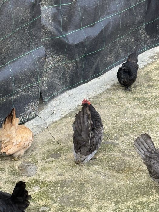 Vende se galos nagasaki