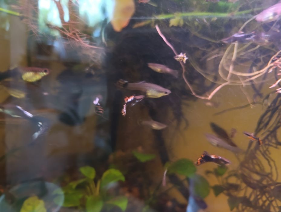 Gubiki Mix Pawie Oczko , Endlera  , 20 Sztuk