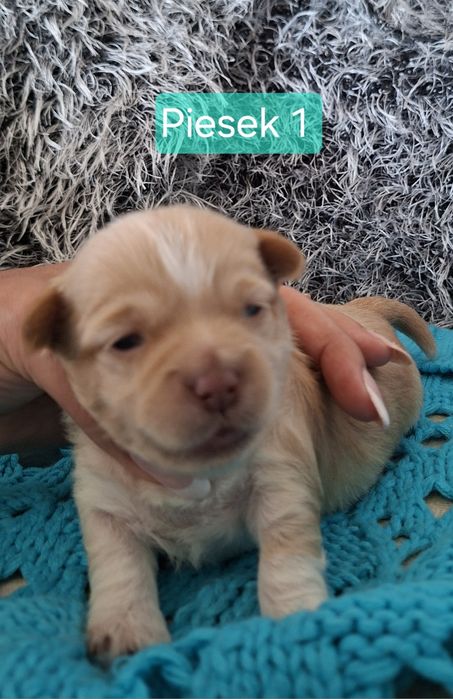 Hawańczyk piesek szczenię