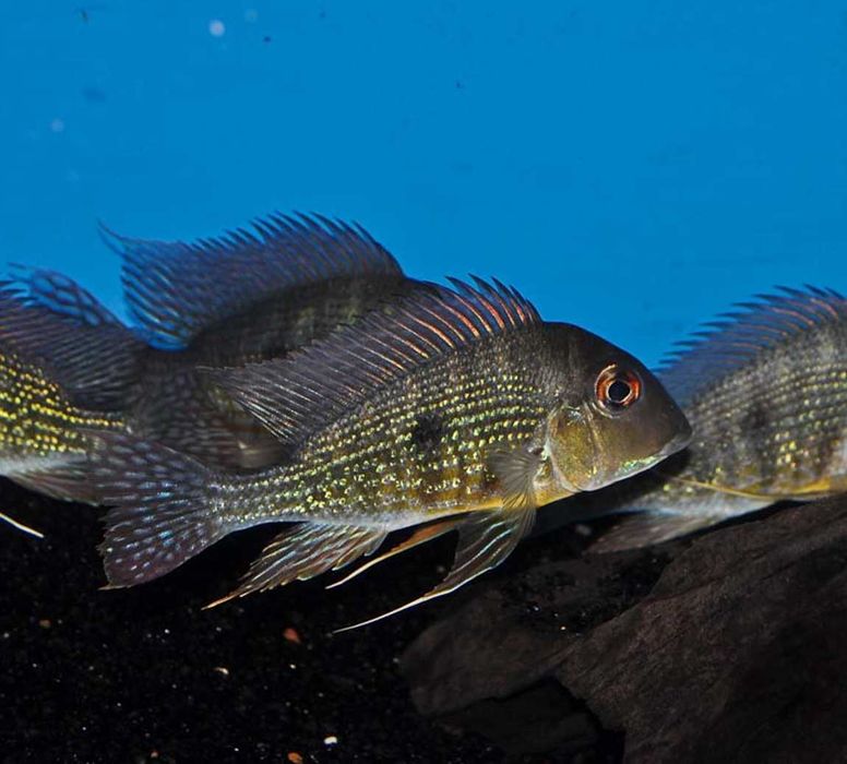 Ziemiojad Rio Caqueta - Geophagus - ODŁÓW - WF - dowóz, wysyłka