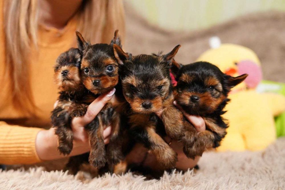 Неймовірно красиві та ніжні дітки