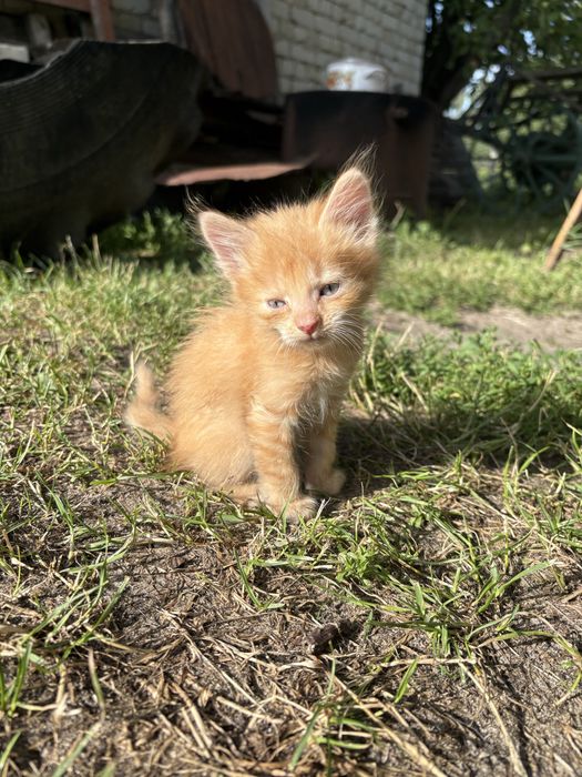 Кошенята шукають люблячий дім.