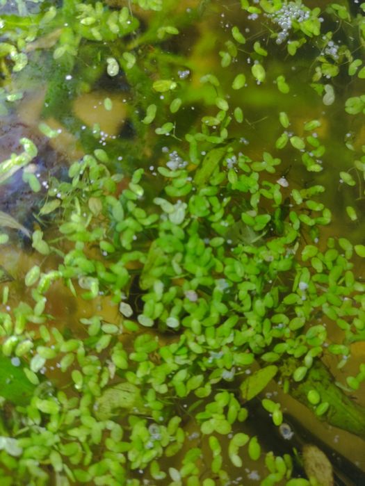 Rośliny pływające do akwarium rzęsa wodna i Ceratopteris pteroides