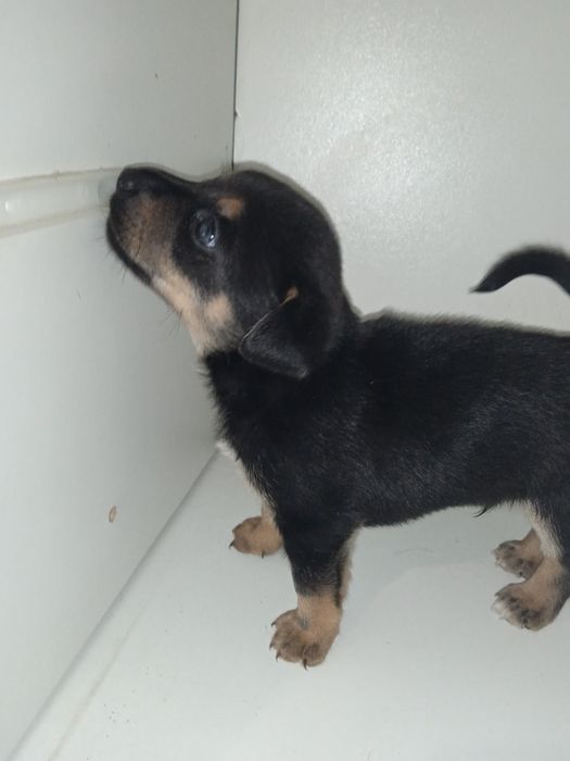 Oddam szczeniaczki za darmo