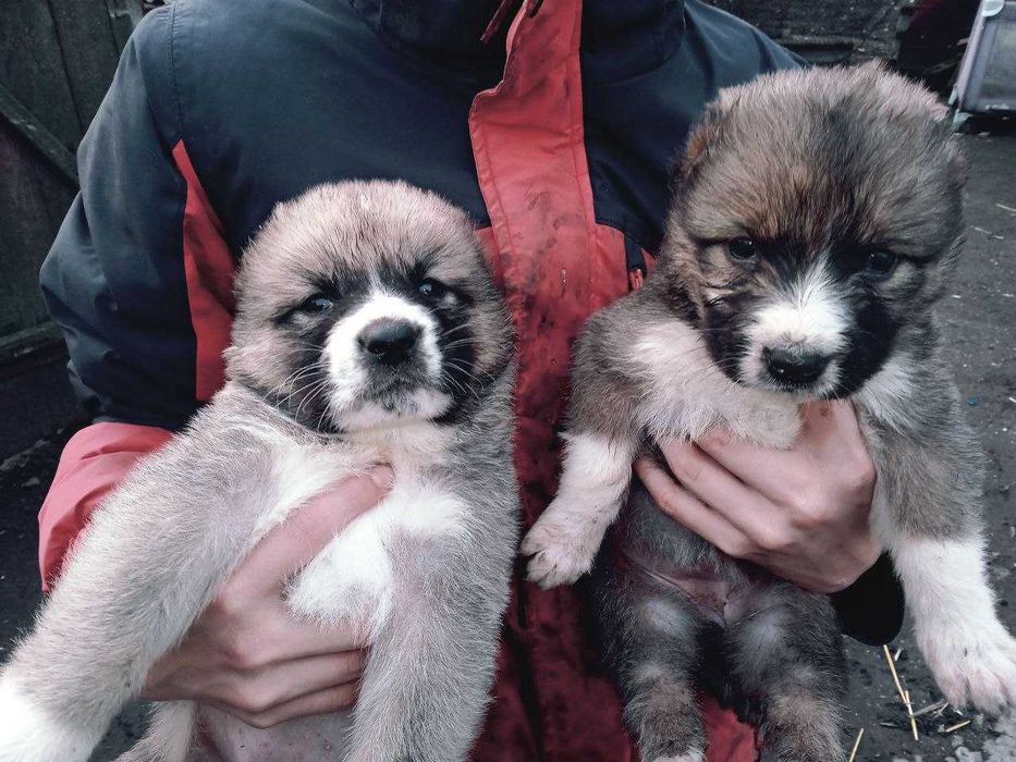 Продам цуценят Алабая