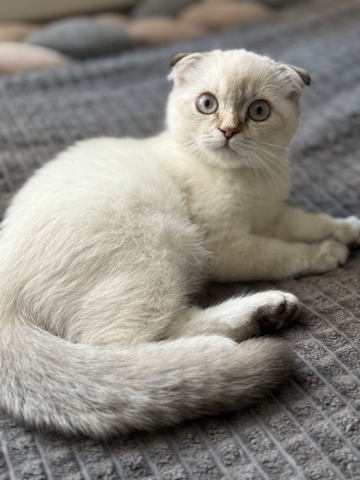 Шотландська висловуха дівчика, біла дівчинка, скотіш фолд, шотландські кошенята, шотландские котята
