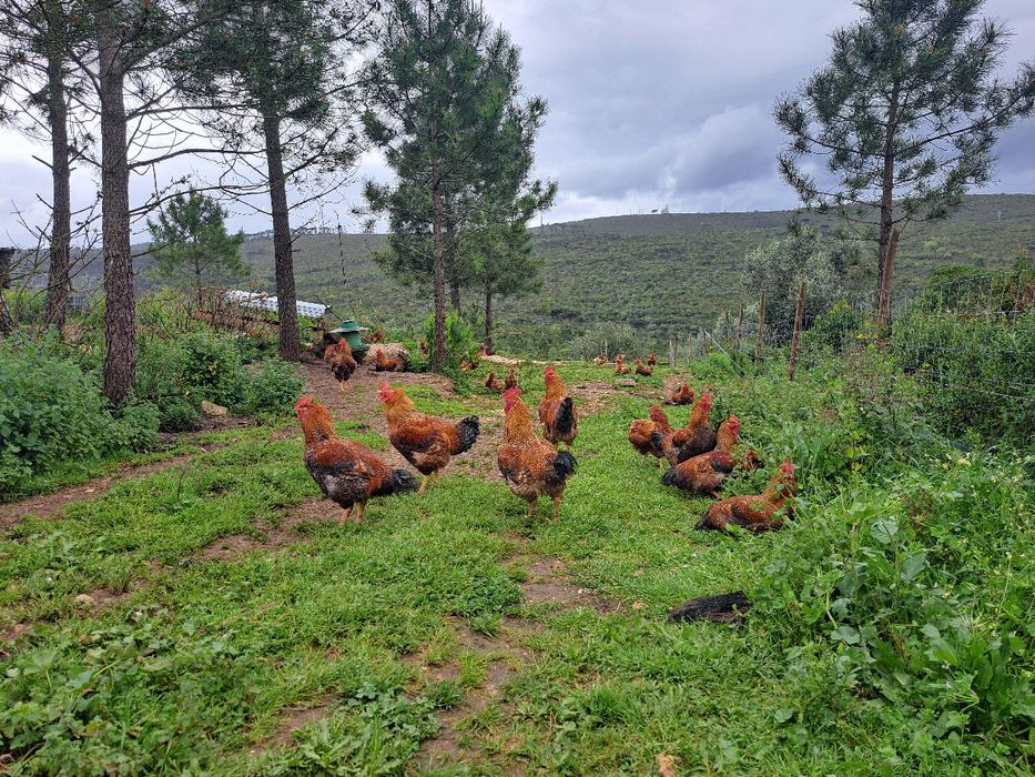Galos do campo  caseiros