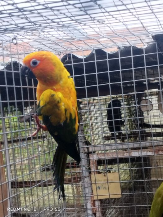 Conur cabeça azul e Aratinga sol