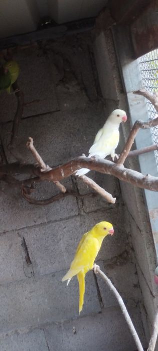 Venndo 2 machos e 1 fêmea