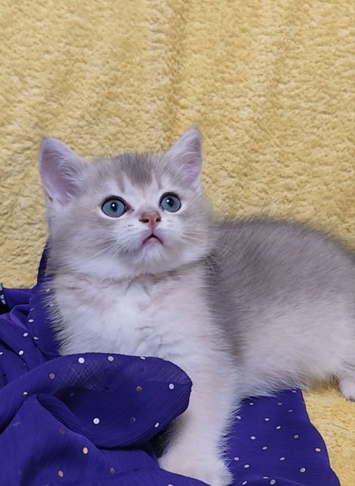 Шотландська золота шиншила прямовухий котик