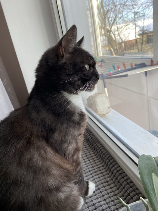 Шукаємо відповідальну сімʼю