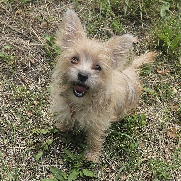 Yoreczka - Mała cudowna piękność