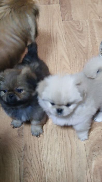 Продаются пекинесики