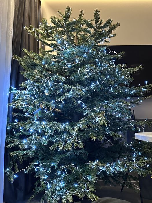 Продам Ялинку живу