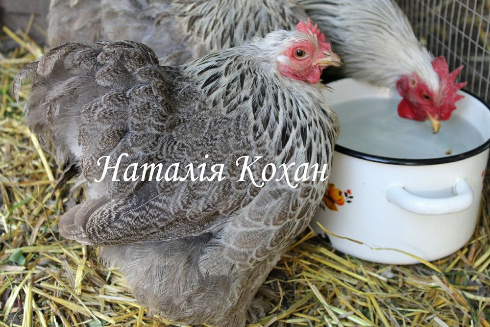 Кохінхін карликовий