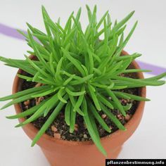 SENECIO Barbertonicus - Planta em vaso - Vários tamanhos desde 15 €