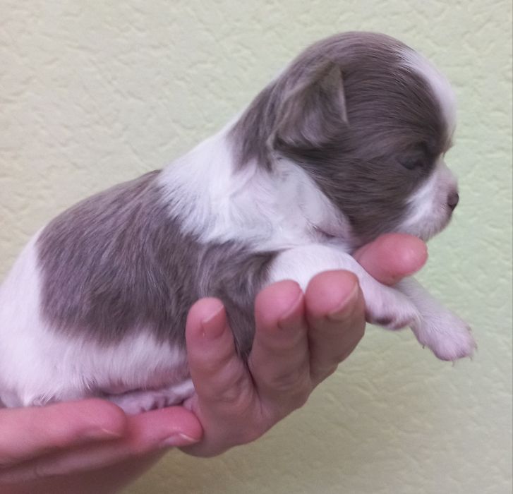 Чихуахуа біло- ліловий