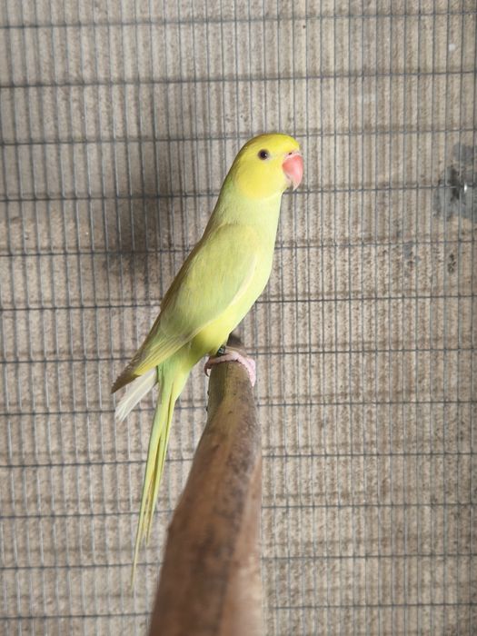 Psittacula krameri