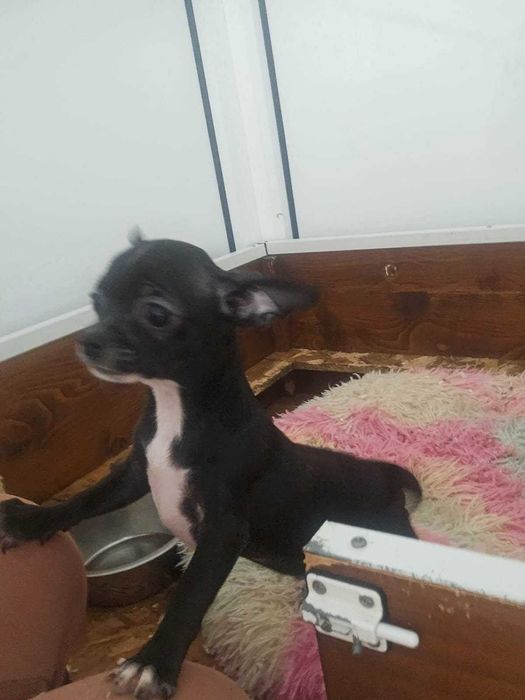 Chihuahua mini lindissimo