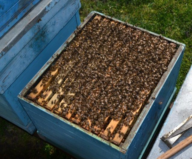 Продам бджолопакети