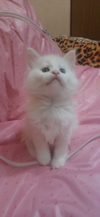 Кошенята Велетні Мейн-кун