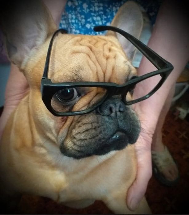 Французский бульдог,мальчик/вязка/