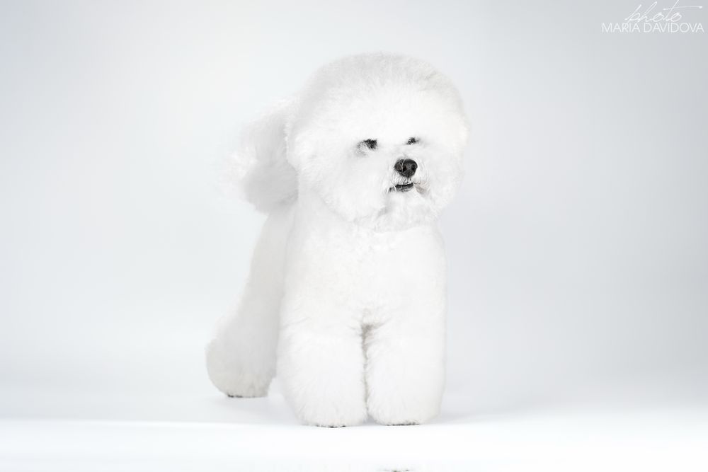 Вʼязка бішон фрізе