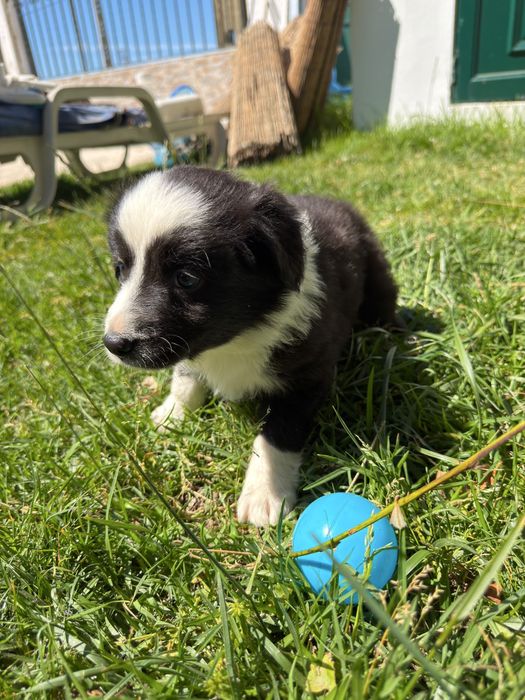 Border collie preto 2 meses