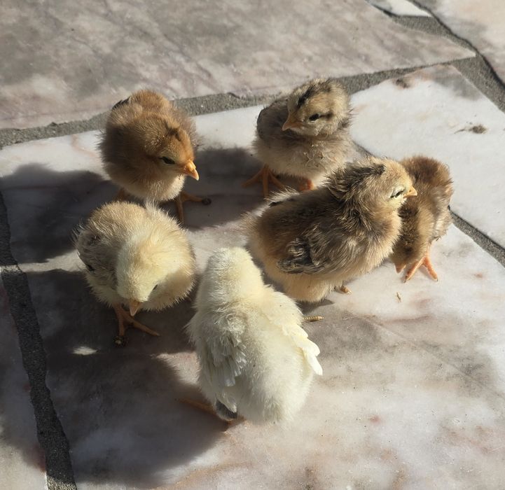 Pintos de raças variadas