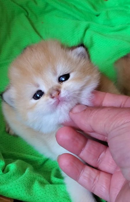 Ручные котята, нежные малыши золотая шиншилла