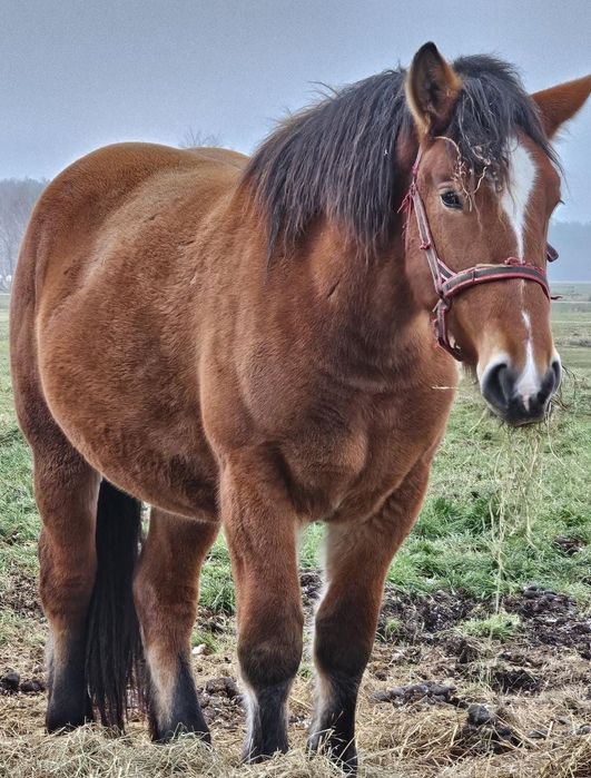 Klacz zimnokrwista 33 miesiące