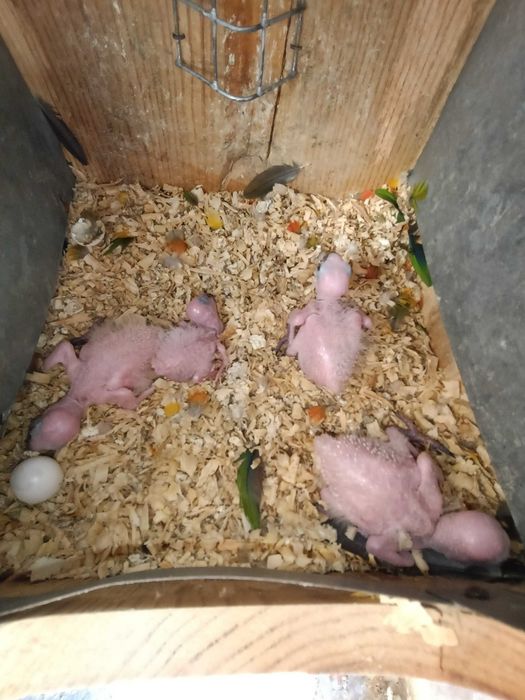 Aratingas Sol e Jandayas
