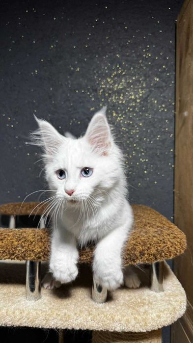 Блакитноока дівчинка породи Мейн-кун на ім"я Лава