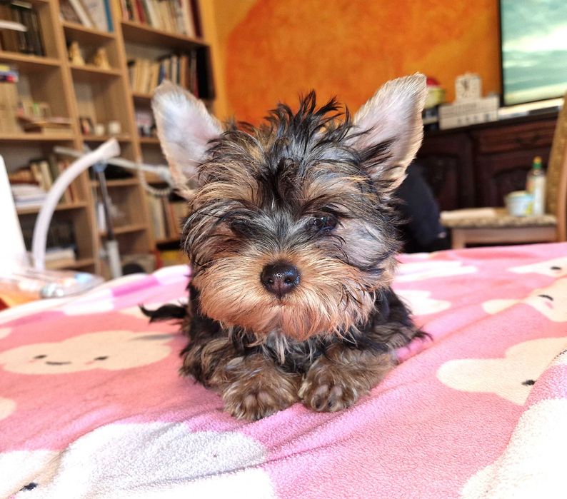 York śliczny piesek