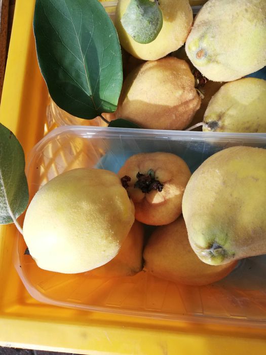 pigwa w cukrze gotowa do herbatki lub do nalewki