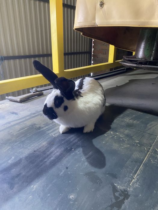 Samica srokacz niemiecki