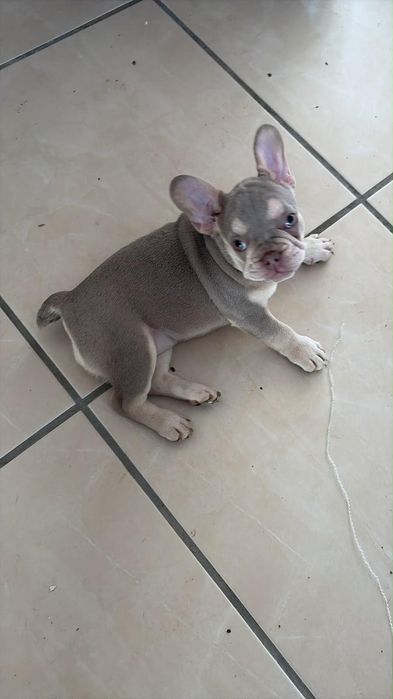 Buldogue Francês